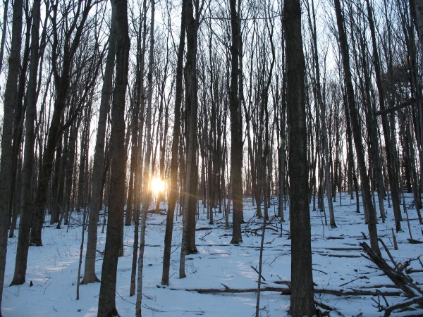 Woods in Winter Sun