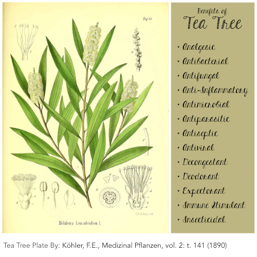 Find Out More About Tea Tree Oil Uses In Haifa, Israel