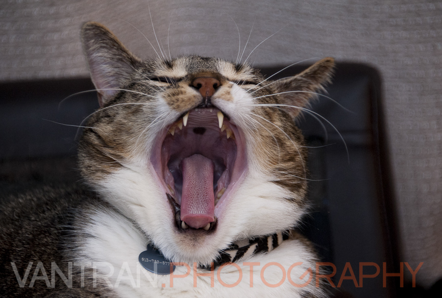 Tigh Yawning