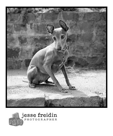 Italian Greyhound photo, black + white dog photo, black + white Italian Greyhound photo, Italian Greyhound picture, mini greyhound photo, Greyhound photograph