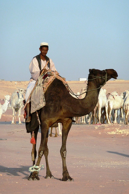 Riyadh Camel Market, Photo by Charles Roffey 