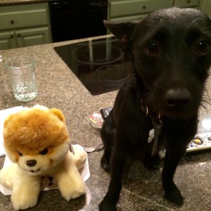 Stuffed Boo (Liz's doggie internet obsession) and Scotty.