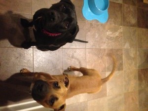 Lisa's pooches: Lily (left) and Chesney (right)