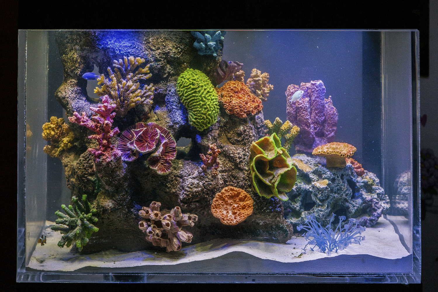 How to Add Coral to Your Tank
