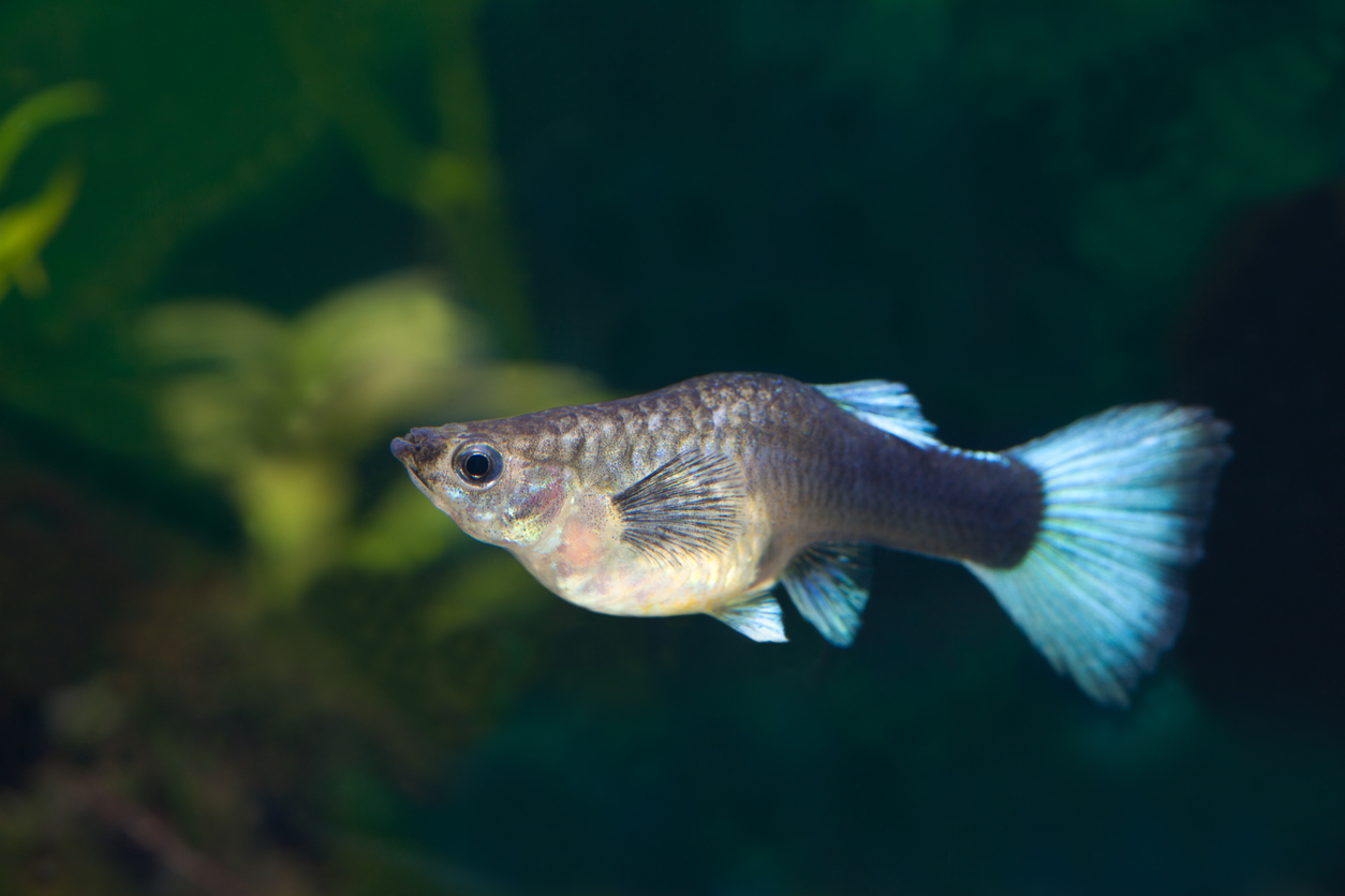 How Do You Know When Your Tropical Fish Is Pregnant?