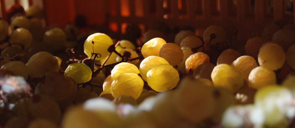 Vespaiola appassita - getrocknete Trauben der Sorte Vespaiola liefern die Essenz für den Torcolato - Bildquelle: Firmino Miotti
