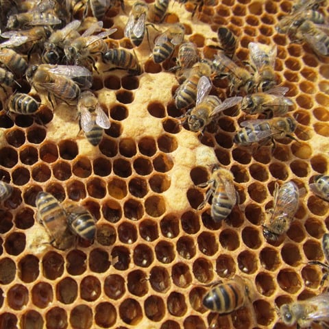 Honey Bee Laying eggs Lower Dairy Farm Blog