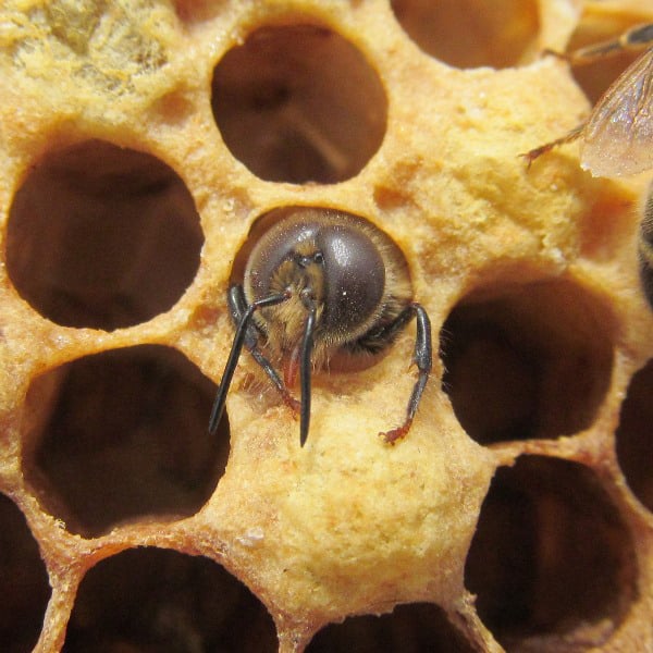 Honey Bee Hatching Drone Lower Dairy Farm Blog
