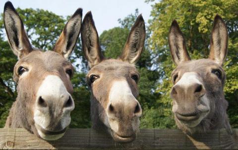Image result for donkey