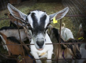 Lucky Penny Farm Goat