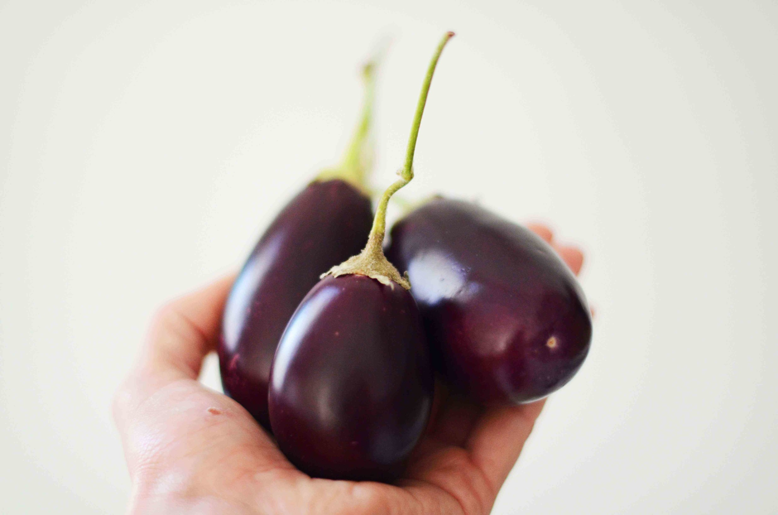 eggplant-6 LQ