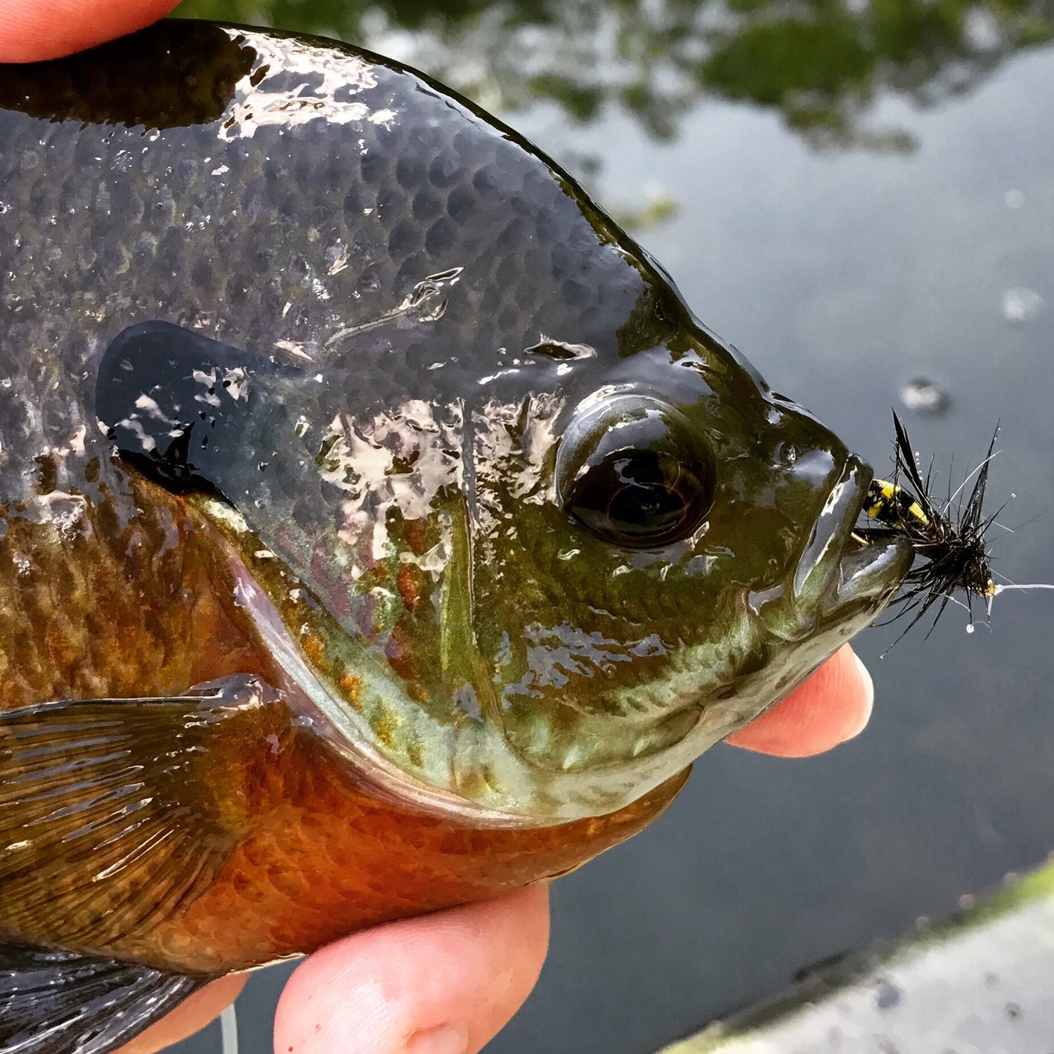 Bluegills Don't Fear the Sting — Panfish On The Fly