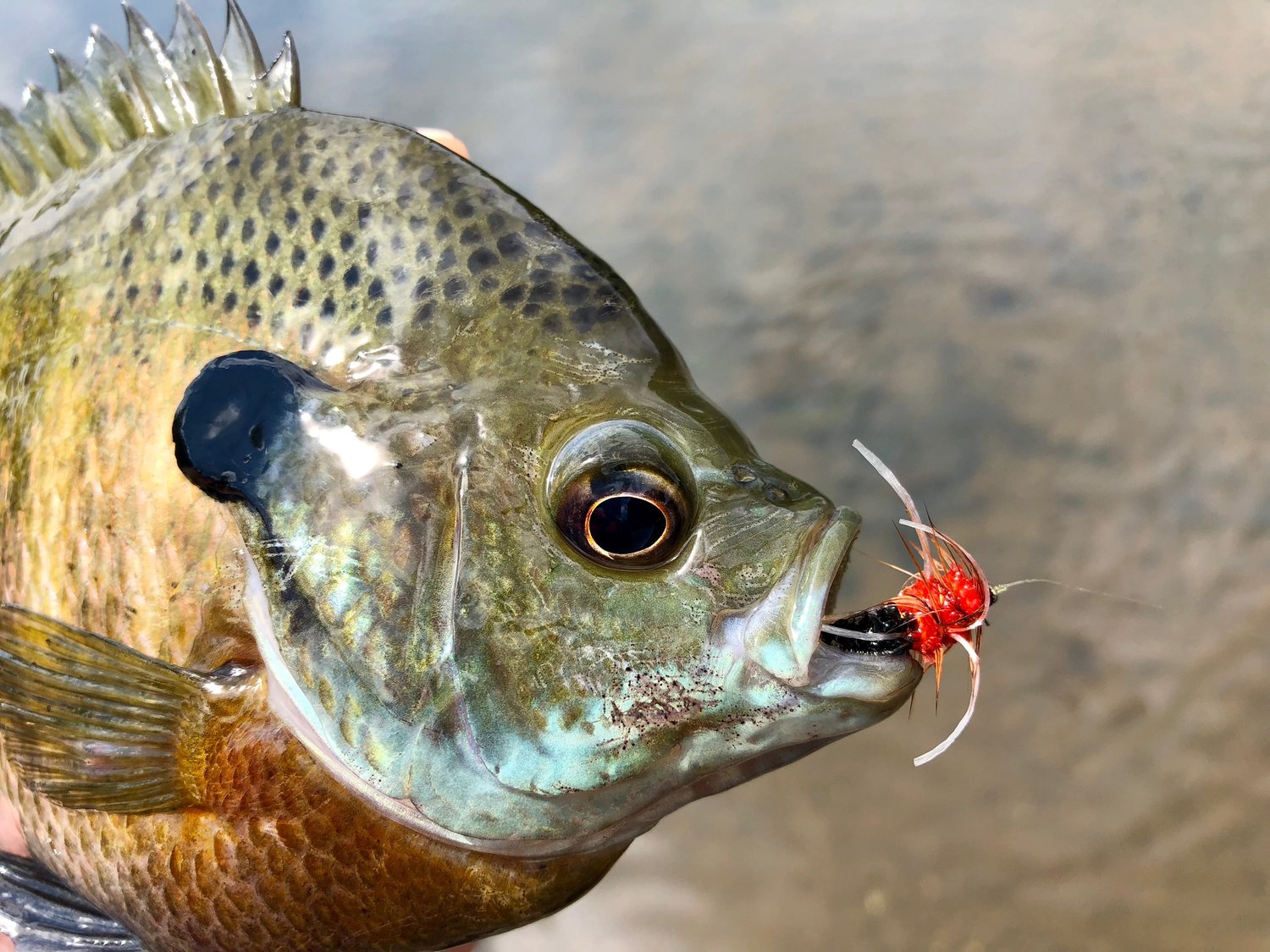 Bluegills With Pepperoni Anyone? — Panfish On The Fly