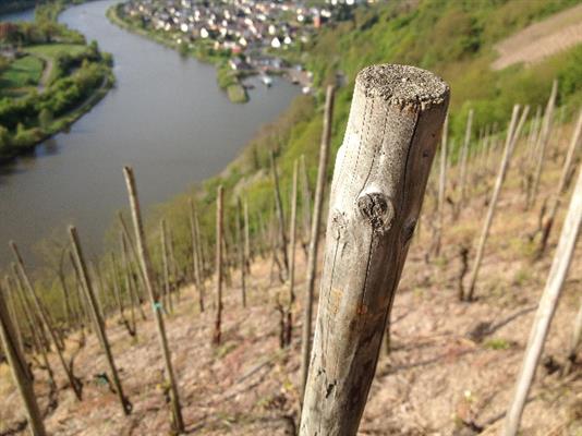 The dizzying pitch of the Schoenfels vineyard drops straight down to the Saar river. (photo by Stephen Bitterolf)