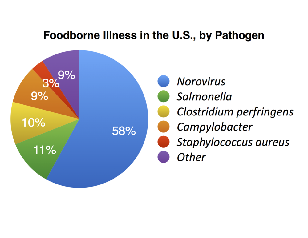 Salmonella a food borne illness essay