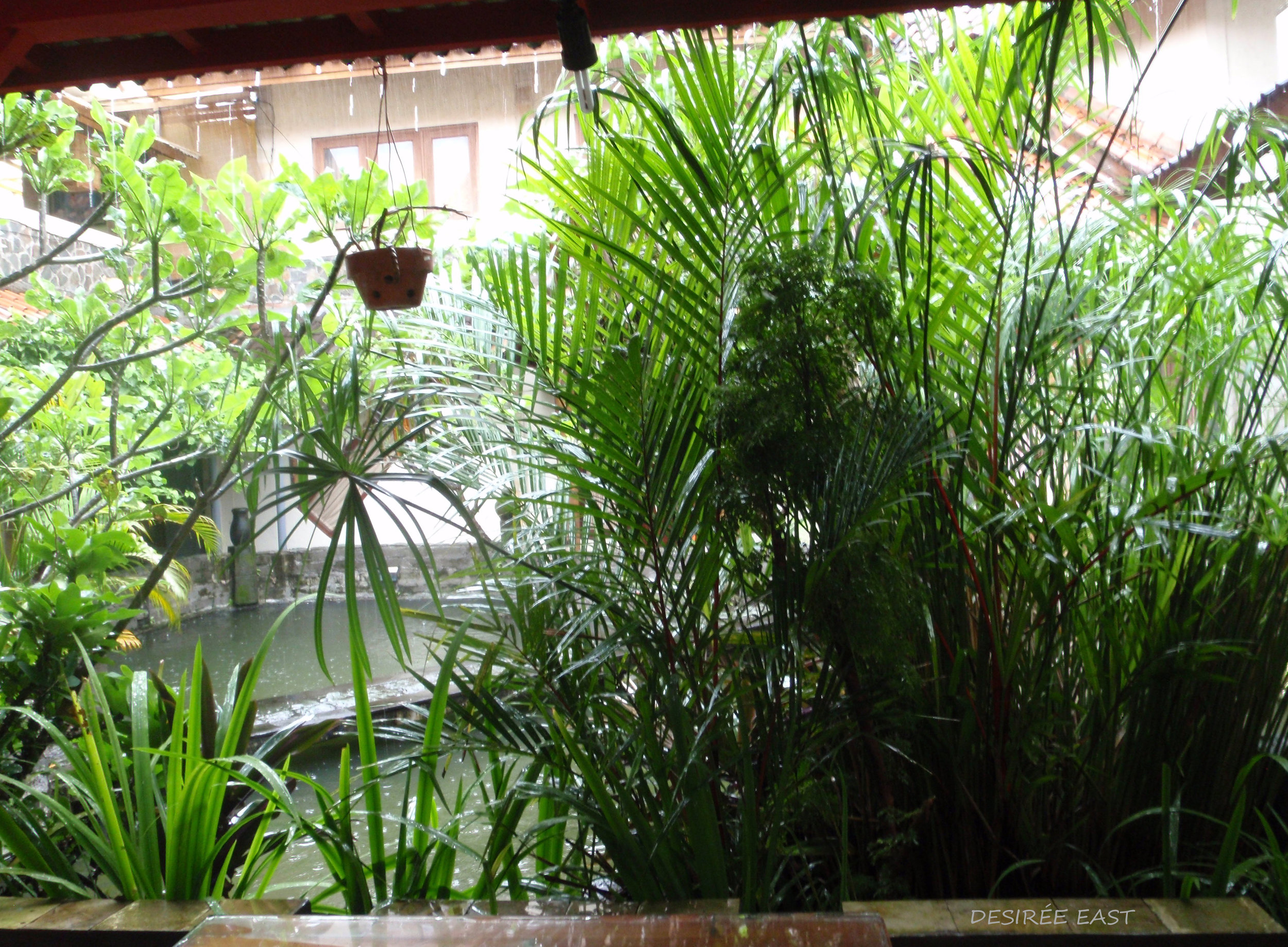 plants near the pond. andree homestay. bali, indonesia. photo by desiree east