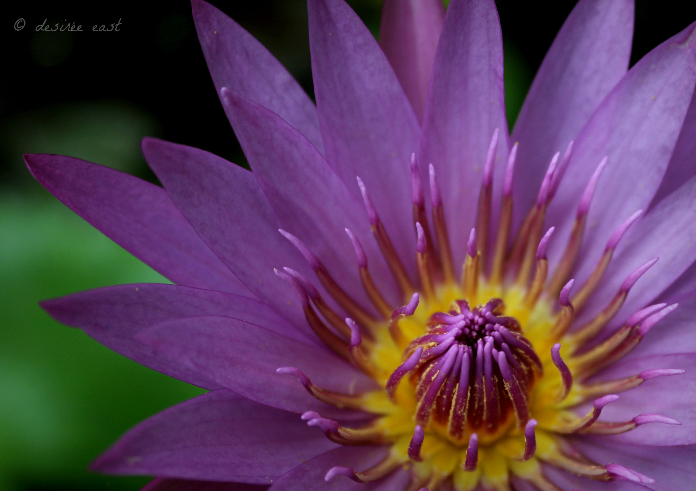 weekly photo challenge: purple. nymphaea species - water lily. bali, indonesia. photo by desiree east