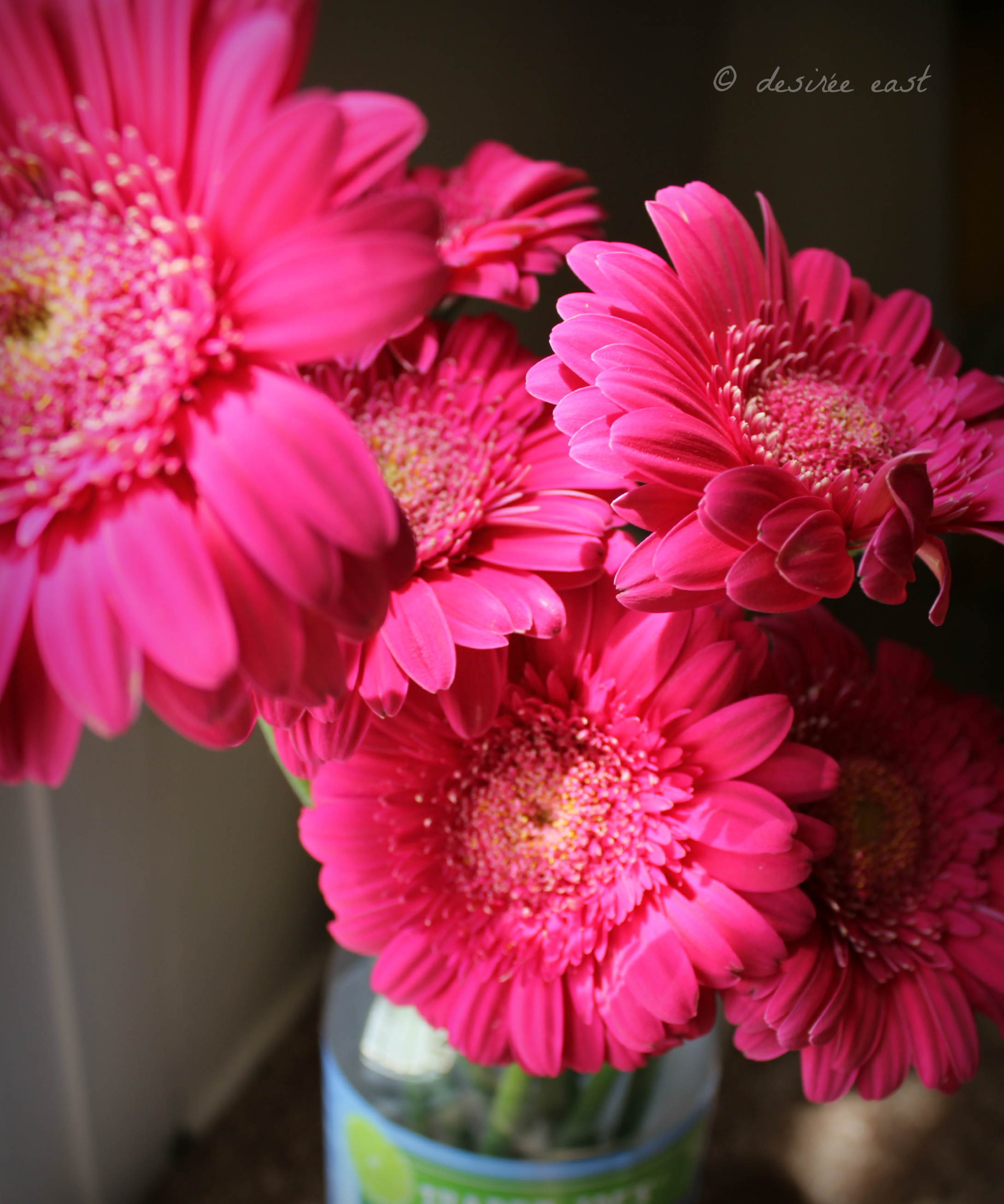 bright, beautiful gerbera daisies. birthday flowers from the hubby. photo by desiree east