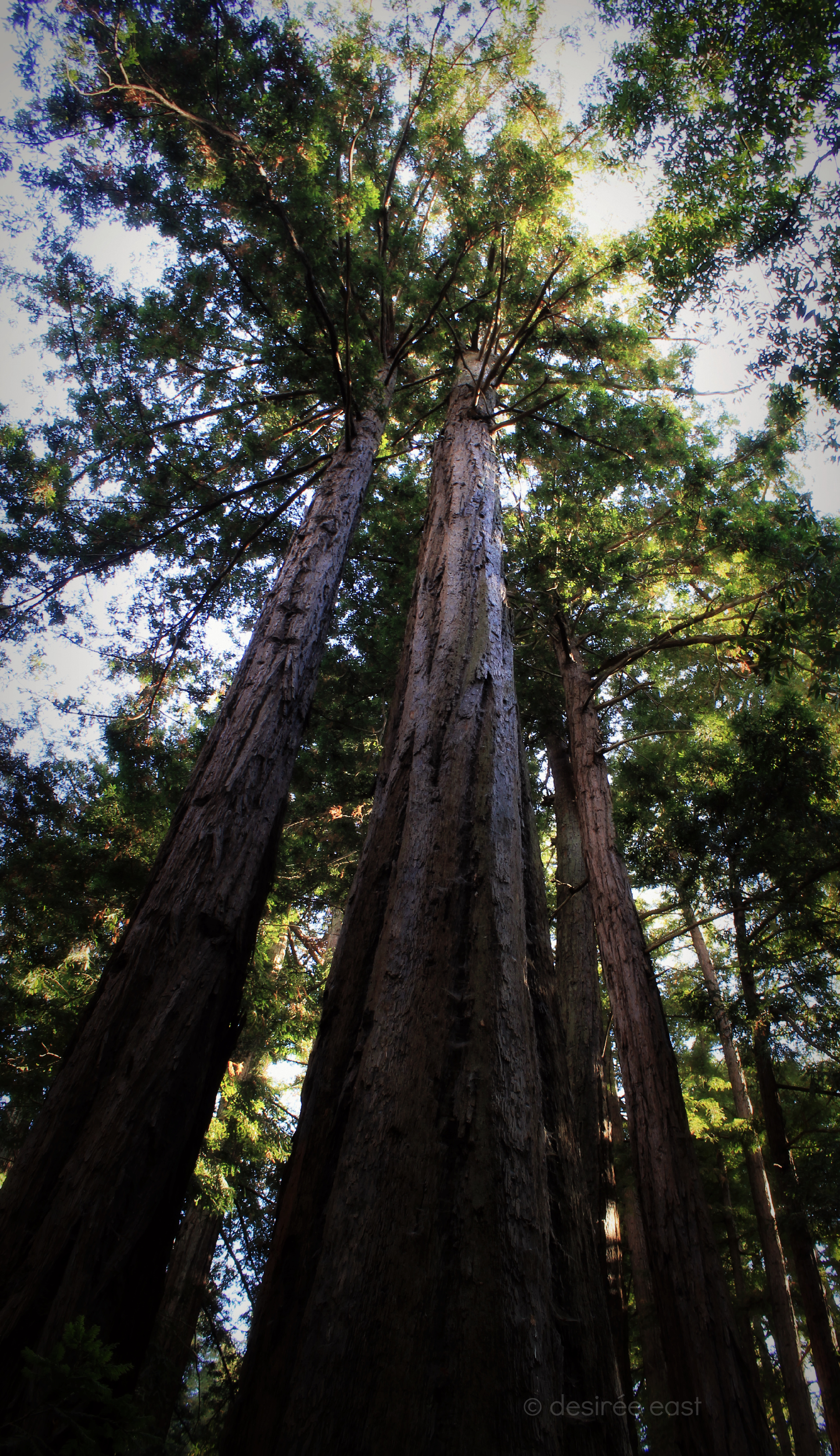 statuesque beauties. sequoia sempervirens - coast redwoods. big sur, california. photo by desiree east