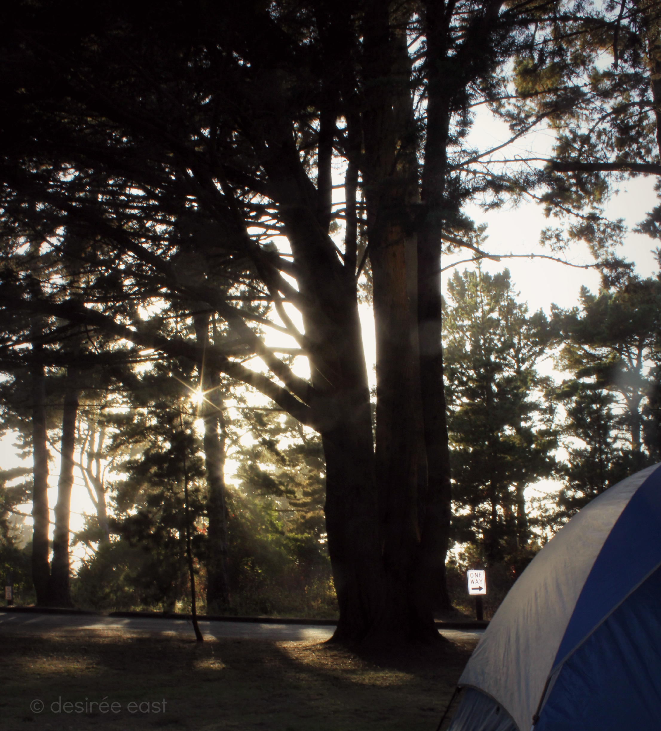 sunshine peeking through the trees. big sur, california. photo by desiree east.