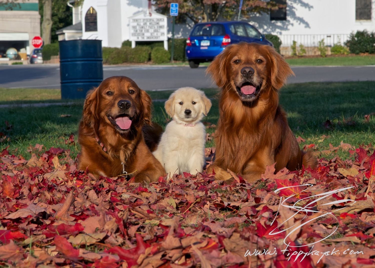 How To Find A Red Golden Retriever Tippykayak Dog Training Photography