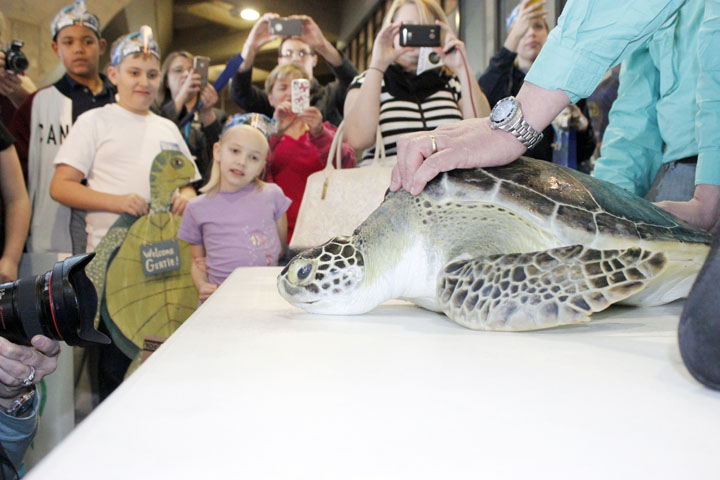 SARA LOVELACE/Citizen photo Gertrude, an endangered green sea turtle, is Kansas City’s newest resident. Young environmentalist Alex Ross, 11, and his sister, Faye Ross, left, were front row at the KCI Airport Monday when she arrived.