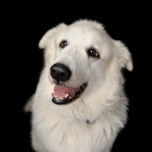 Thor, the Happy Great Pyrenees
