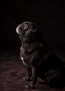 The dignified pug.