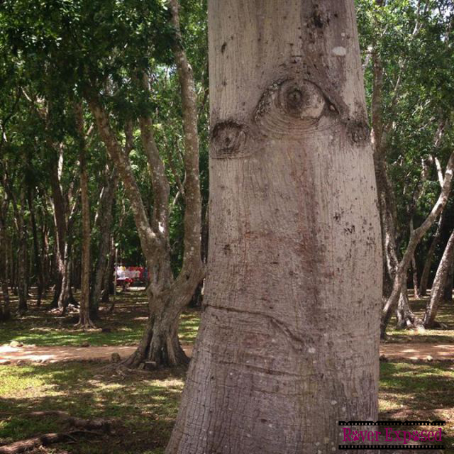 “I went to Chichen Itza once. It was awful.” – Grumpy Tree, at Chichen Itza