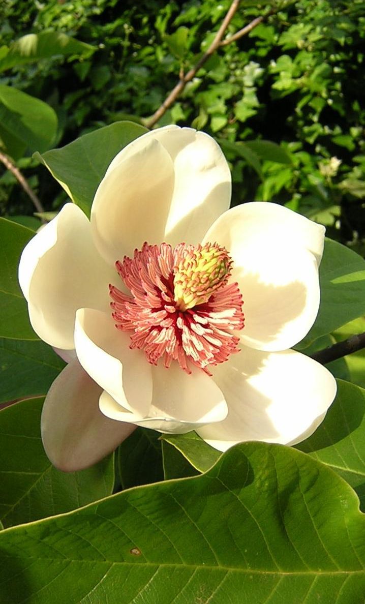 magnolia-flower