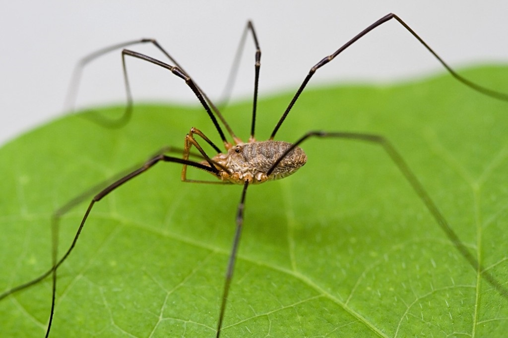 Daddy long-legs is a MOMMY! : r/spiders