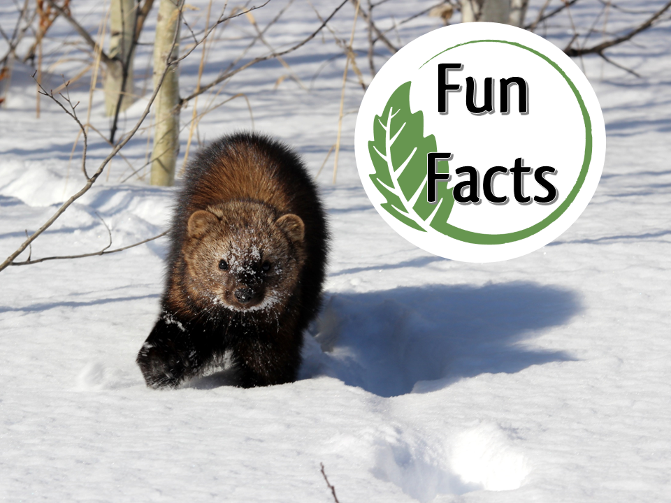 Fun Facts: Weasels and Fishers — Edmonton & Area Land Trust
