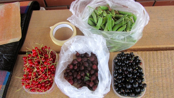 Freshly harvested red currant, gooseberry, black currant, and peas