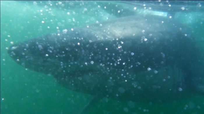 Another Great White upclose (a still frame from a video I was taking)