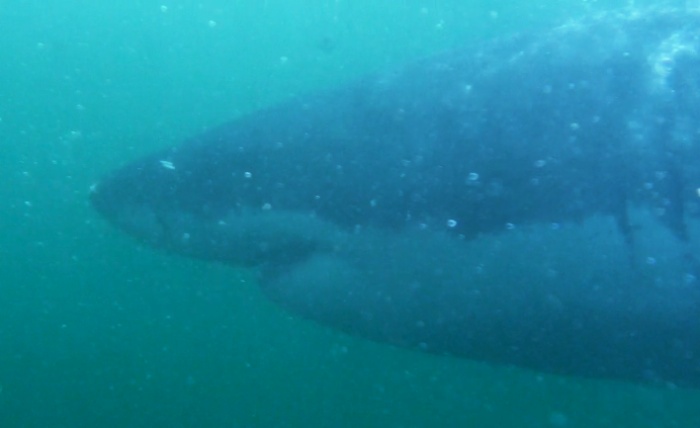 Another video still shot of a Great White swimming by
