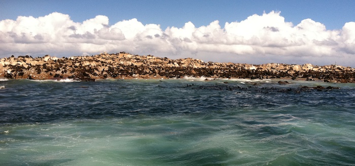 Dyer's Island - 50,000-60,000 seals - the prime snack for the Great Whites