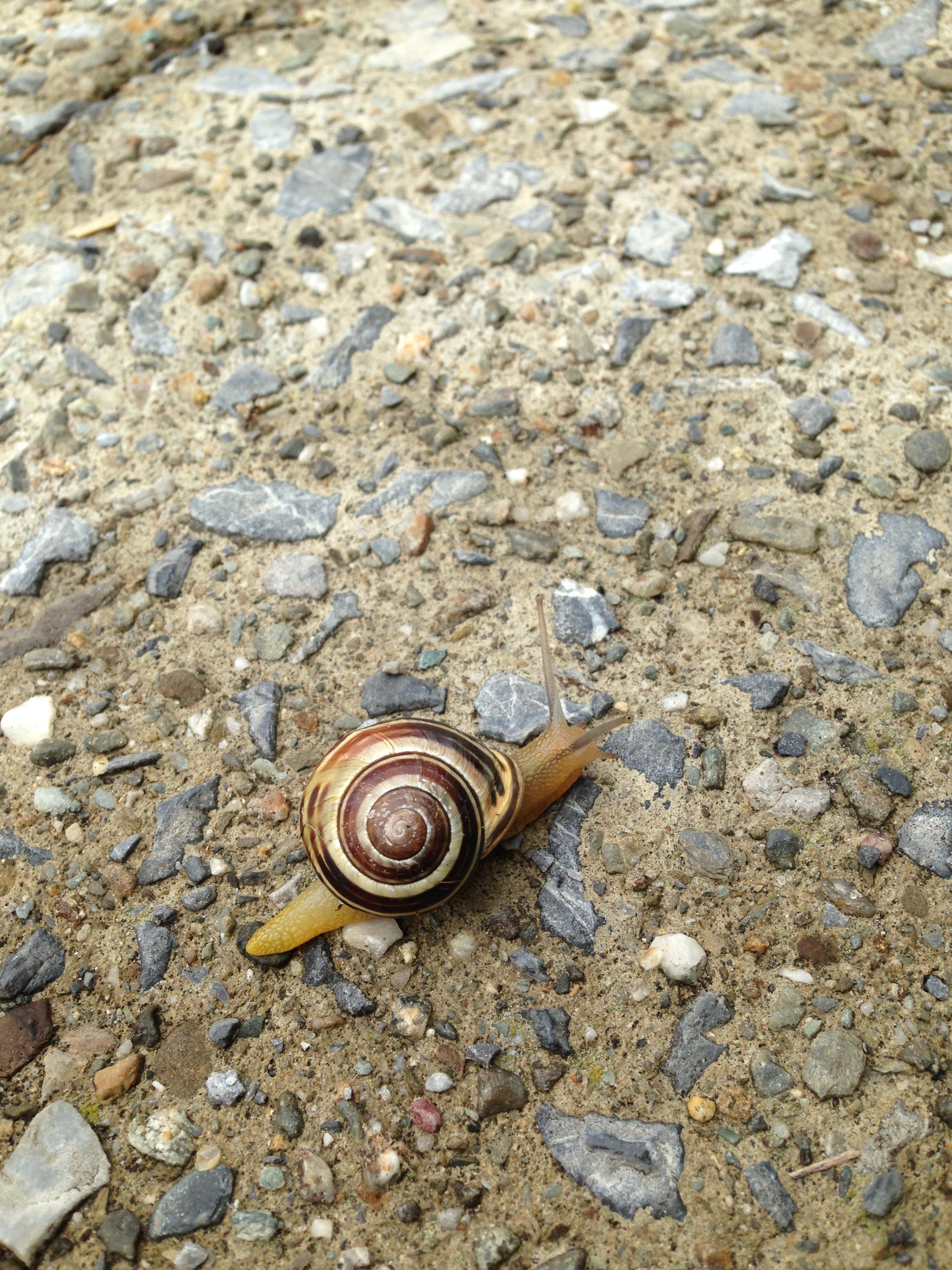 Perfect snail