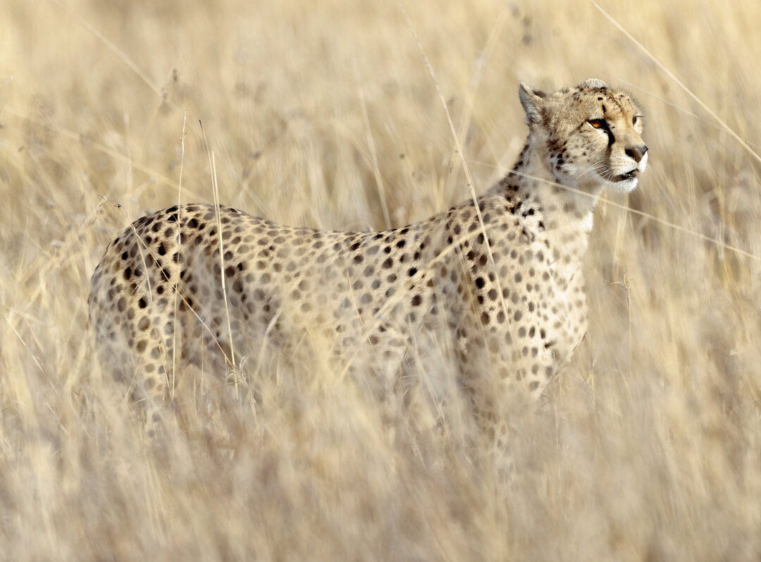 Cheetah Camouflage Stock Photo, Picture and Royalty Free Image