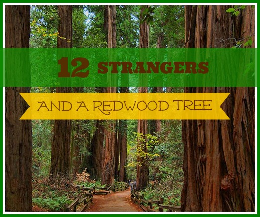 12 Strangers And A Redwood Tree