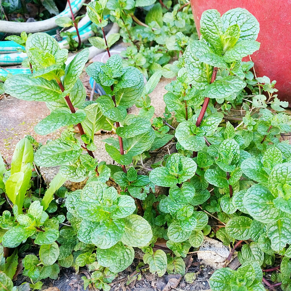 Conventional wisdom cautions that you should always plant your mint in a pot; otherwise, it will take over your garden the way it has ours. I don't mind it so much, though.
