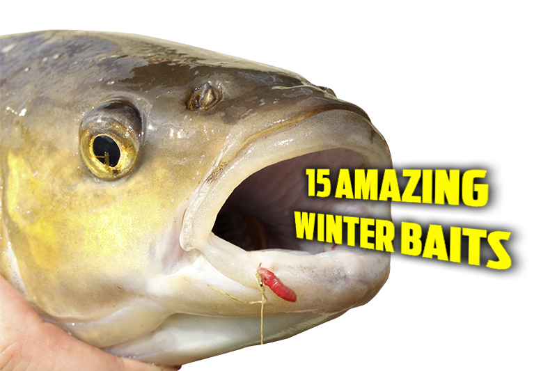 Best winter baits for fishing — Angling Times