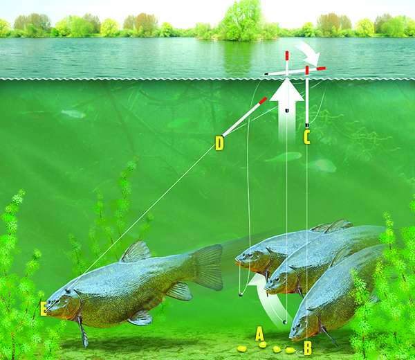 The lift method for tench fishing — Angling Times
