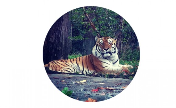 tiger || Christina Rosalie