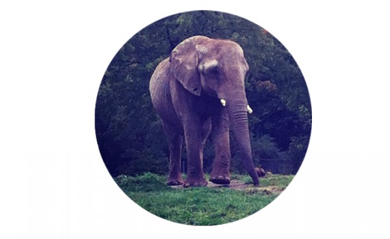 elephant || Christina Rosalie