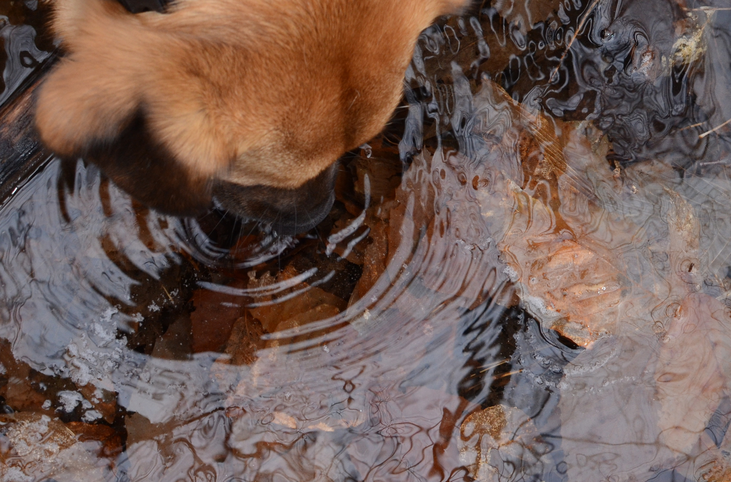 Dog sipping water  - Christina Rosalie