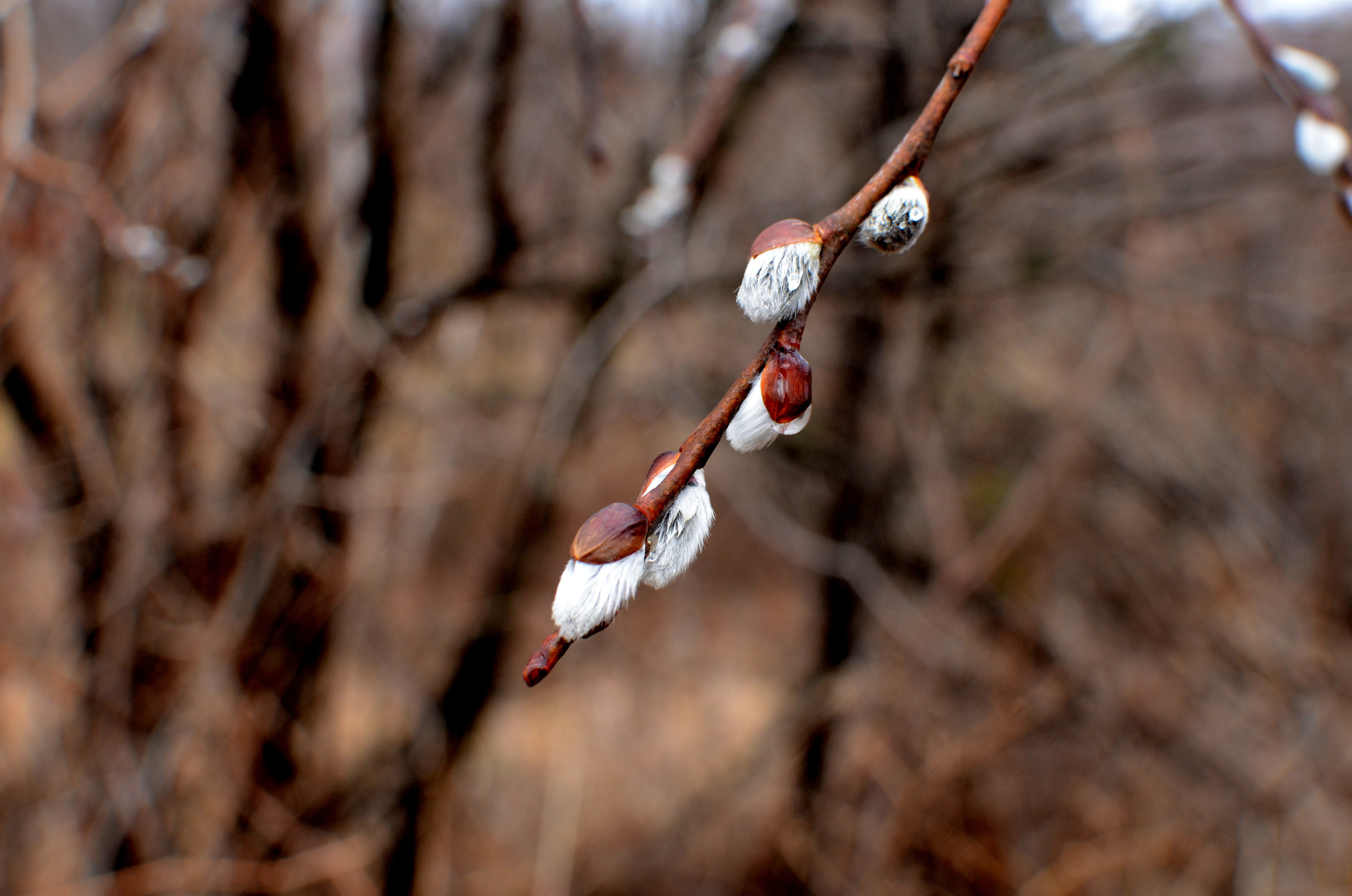 Pussy willow catkins - Christina Rosalie