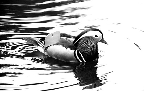 duck-stillness-life-written