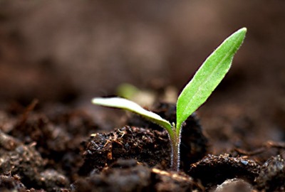seedling-leadership-life-written