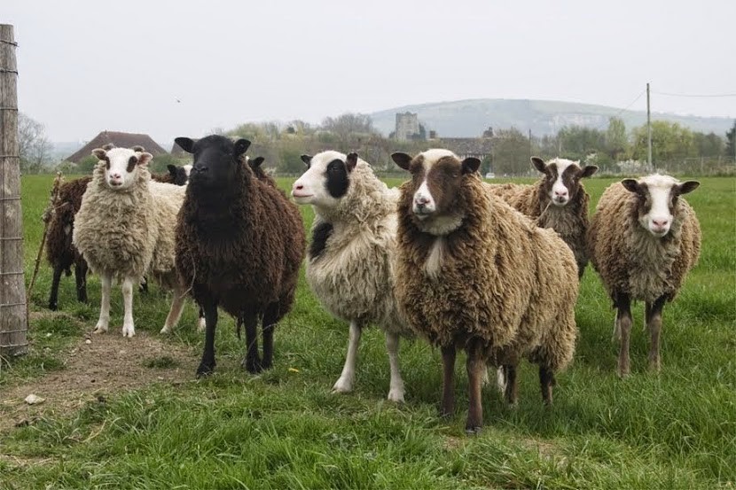 sheep baulcombes