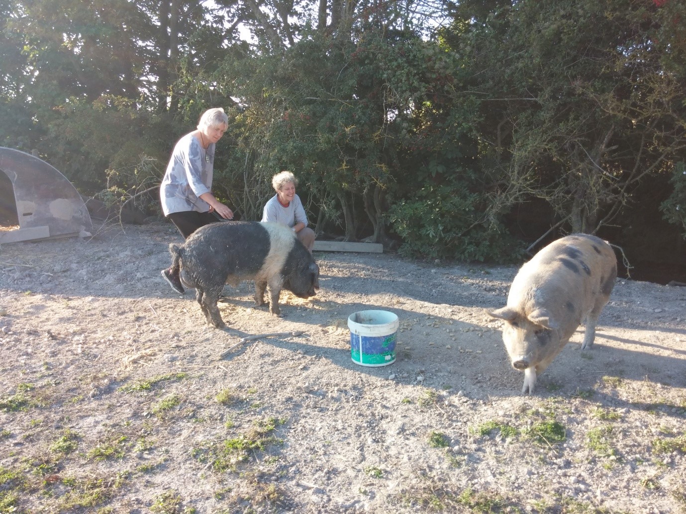 pigs at baulcombes